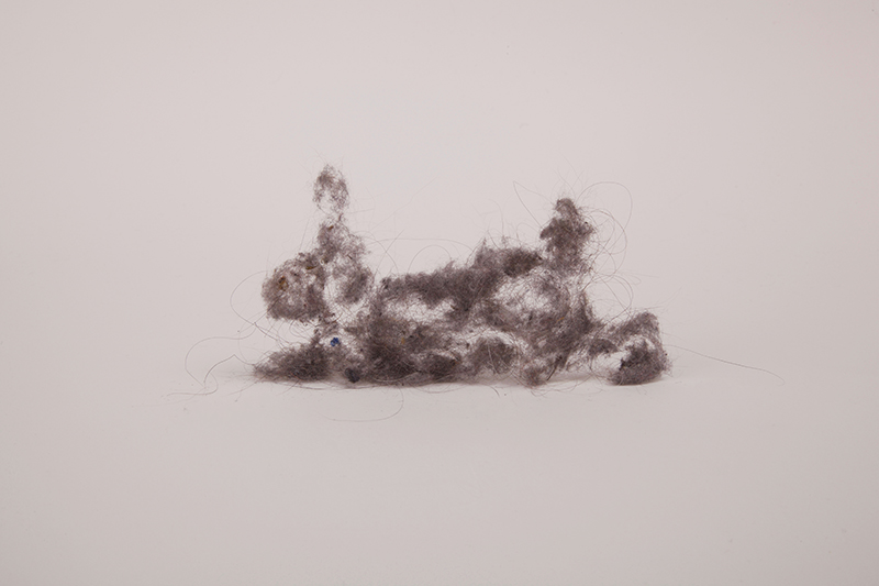 creatures of dust, dust bunny, dust bunnies, Hausstaub